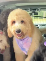 Marissa, a female Goldendoodle and Labradoodle for sale in Charleston, SC – 4 of 4