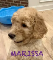 Marissa, a female Goldendoodle and Labradoodle for sale in Charleston, SC – 1 of 4