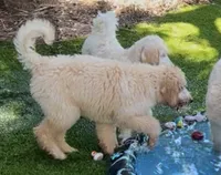 Marissa, a female Goldendoodle and Labradoodle for sale in Charleston, SC – 3 of 4