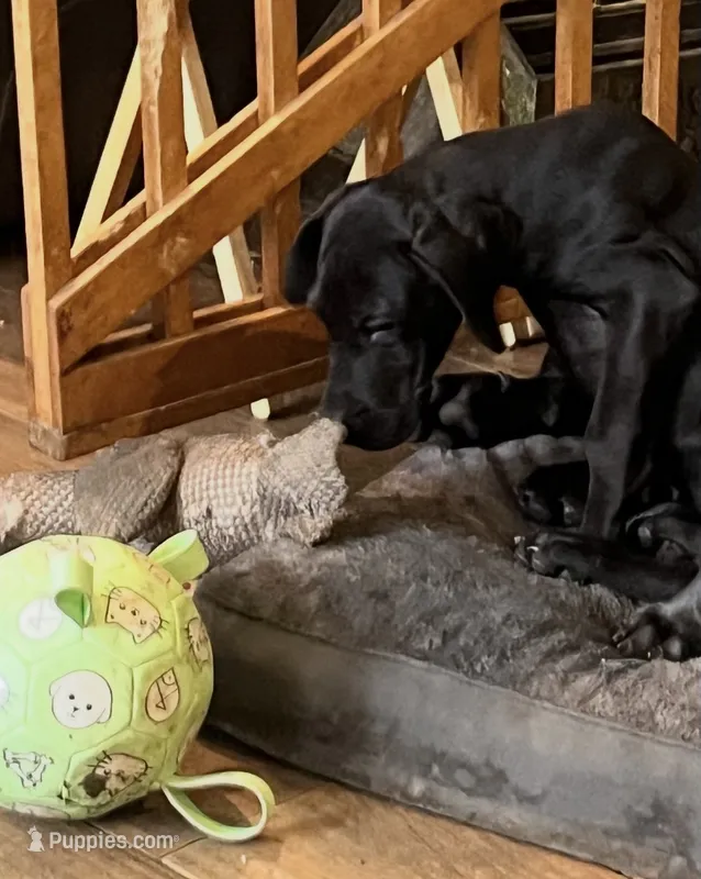 Black – Great Dane puppy for sale in Coalmont, TN