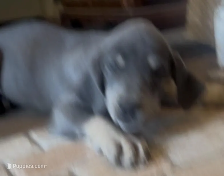 Blue Fawn – Great Dane puppy for sale in Coalmont, TN