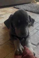 Blue Fawn, a female Great Dane for sale in Coalmont, TN – Photo 3 of 4