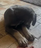 Blue Fawn, a female Great Dane for sale in Coalmont, TN – Photo 2 of 4