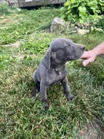 Blue males Blue Females , a male Great Dane for sale in Coalmont, TN – Photo 3 of 5