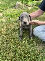 Blue males Blue Females , a male Great Dane for sale in Coalmont, TN – Photo 2 of 5