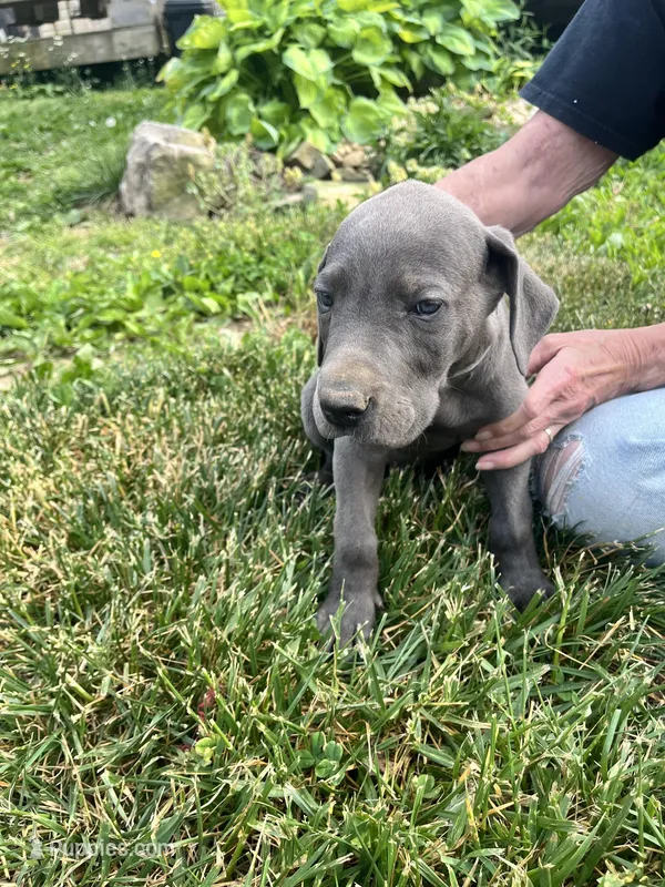 Blue males Blue Females  – Great Dane puppy for sale in Coalmont, TN