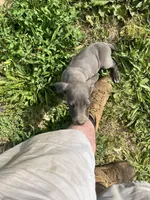 Blue males Blue Females , a male Great Dane for sale in Coalmont, TN – Photo 5 of 5