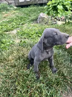 Blue males Blue Females , a male Great Dane for sale in Coalmont, TN – Photo 4 of 5