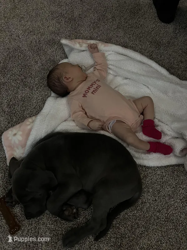 Blue males, a male Great Dane for sale in Coalmont, TN – Photo 1 of 1