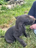 Black Male and Female, a female Great Dane for sale in Coalmont, TN – Photo 2 of 6