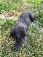 Black Male and Female, a female Great Dane for sale in Coalmont, TN – Photo 4 of 6