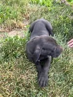 Black Male and Female, a female Great Dane for sale in Coalmont, TN – Photo 5 of 6