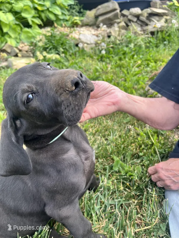 Black Male and Female – Great Dane puppy for sale in Coalmont, TN