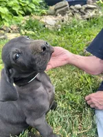 Black Male and Female, a female Great Dane for sale in Coalmont, TN – Photo 1 of 6