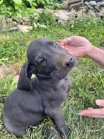 Black Male and Female, a female Great Dane for sale in Coalmont, TN – Photo 3 of 6