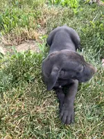 Black Male and Female, a female Great Dane for sale in Coalmont, TN – Photo 6 of 6
