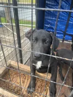 Blue, a female Great Dane for sale in Coalmont, TN – Photo 2 of 2