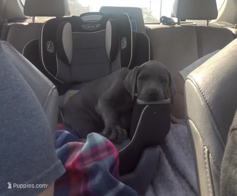 Blue – Great Dane puppy for sale in Coalmont, TN