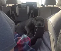 Blue, a female Great Dane for sale in Coalmont, TN – Photo 1 of 2