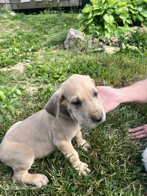 Brindle Male – Great Dane puppy for sale in Coalmont, TN
