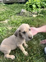 Brindle Male, a male Great Dane for sale in Coalmont, TN – Photo 1 of 3