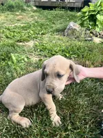 Brindle Male, a male Great Dane for sale in Coalmont, TN – Photo 2 of 3