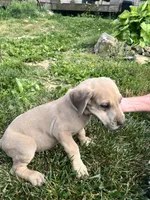 Brindle Male, a male Great Dane for sale in Coalmont, TN – Photo 3 of 3