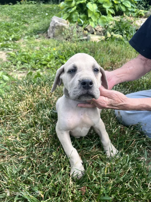 Silver Male – Great Dane puppy for sale in Coalmont, TN
