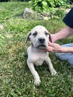 Silver Male, a male Great Dane for sale in Coalmont, TN – Photo 1 of 2