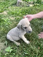 Silver Male, a male Great Dane for sale in Coalmont, TN – Photo 2 of 2