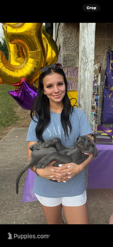 Blue , a male Great Dane for sale in Coalmont, TN – Photo 1 of 1