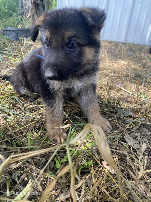 Blue collar  – German Shepherd Dog puppy for sale in Fort Calhoun, NE