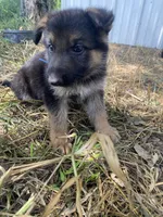 Blue collar , a male German Shepherd Dog for sale in Fort Calhoun, NE – 1 of 2