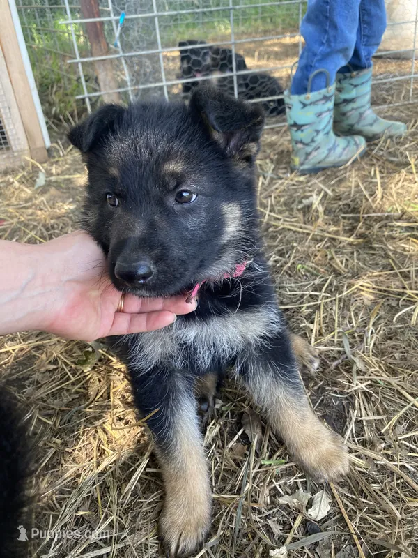 Pink Collar – German Shepherd Dog puppy for sale in Fort Calhoun, NE