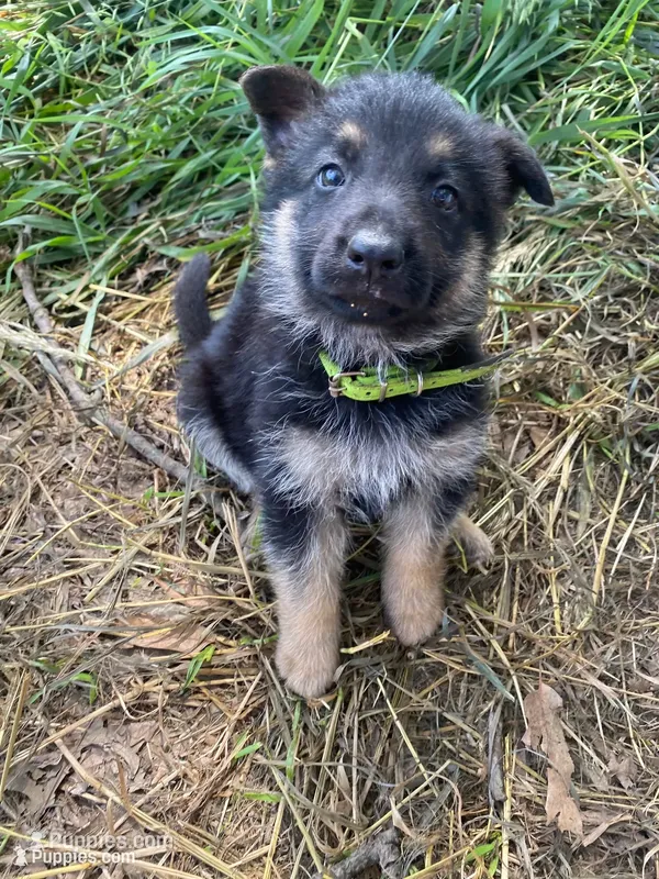 Green Collar – German Shepherd Dog puppy for sale in Fort Calhoun, NE