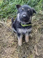 Green Collar, a male German Shepherd Dog for sale in Fort Calhoun, NE – 1 of 1