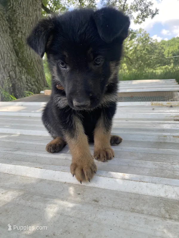 Brown Collar – German Shepherd Dog puppy for sale in Fort Calhoun, NE