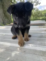 Brown Collar, a male German Shepherd Dog for sale in Fort Calhoun, NE – 1 of 1