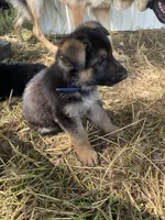 Blue collar , a male German Shepherd Dog for sale in Fort Calhoun, NE – 2 of 2