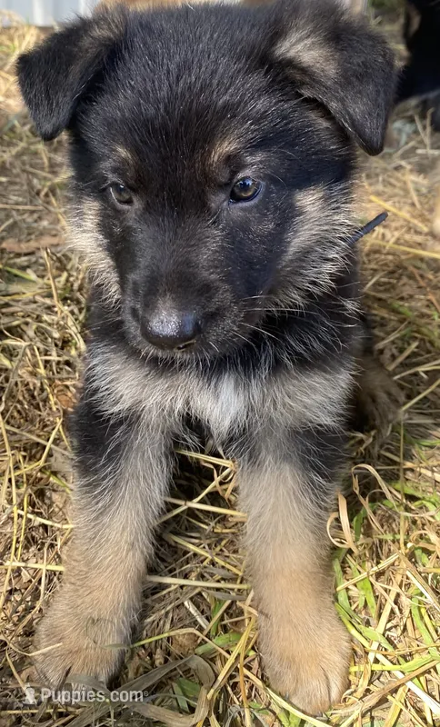 Black Collar – German Shepherd Dog puppy for sale in Fort Calhoun, NE