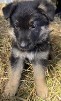 Black Collar, a male German Shepherd Dog for sale in Fort Calhoun, NE – 1 of 1