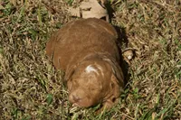 Homer F1bb Mini Goldendoodle, a male Miniature Goldendoodle for sale in Monterey, TN – 2 of 5