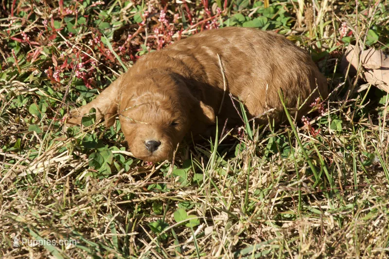 Hazel F1bb Mini Goldendoodle – Miniature Goldendoodle puppy for sale in Monterey, TN