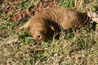 Hazel F1bb Mini Goldendoodle, a female Miniature Goldendoodle for sale in Monterey, TN – 1 of 4