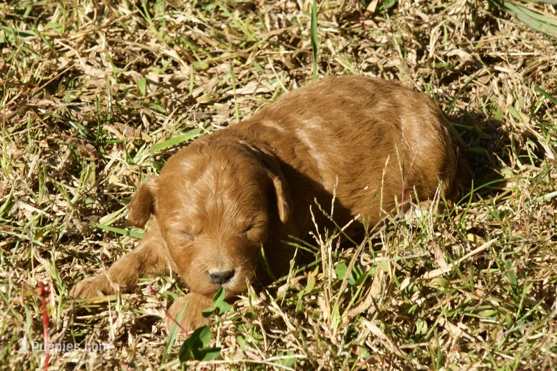 Harriet F1bb Mini Goldendoodle – Miniature Goldendoodle puppy for sale in Monterey, TN