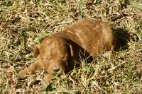 Harriet F1bb Mini Goldendoodle, a female Miniature Goldendoodle for sale in Monterey, TN – 1 of 6