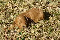 Harriet F1bb Mini Goldendoodle, a female Miniature Goldendoodle for sale in Monterey, TN – 2 of 6