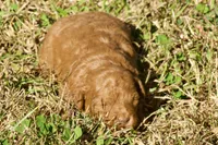 Harley F1bb Mini Goldendoodle, a male Miniature Goldendoodle for sale in Monterey, TN – 3 of 6