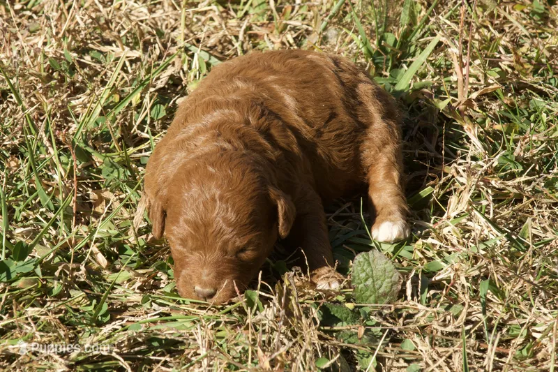 Hattie F1bb Mini Goldendoodle – Miniature Goldendoodle puppy for sale in Monterey, TN