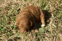 Hattie F1bb Mini Goldendoodle, a female Miniature Goldendoodle for sale in Monterey, TN – 1 of 5